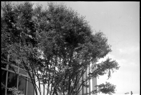 Trees outside building (ddr-densho-377-1561)