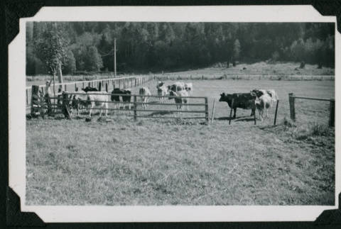 Cows in a field (ddr-densho-359-1094)