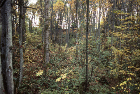 Pan right: wooded ravine (ddr-densho-354-1100)