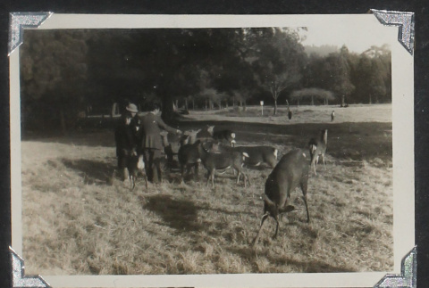 Deer in field (ddr-densho-550-314)