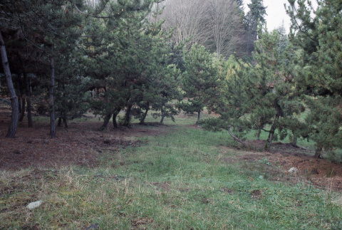 Pine nursery along promenade (ddr-densho-354-1079)