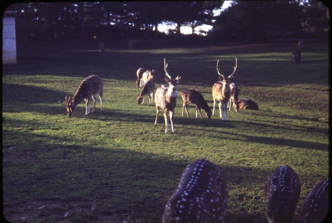 Spotted Deer (ddr-one-1-541)