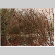 Bush with water droplets (ddr-densho-377-2127)