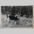 Two cows in a field (ddr-densho-433-722)