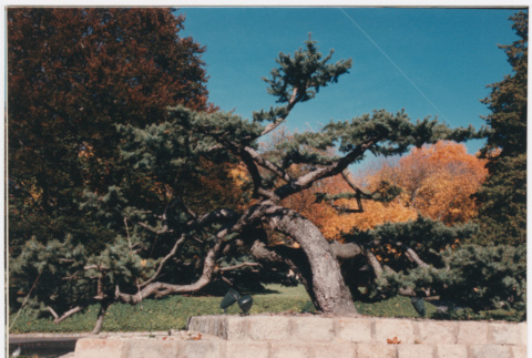 Tree (ddr-densho-377-1981)