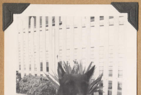 Dog beside a picket fence (ddr-densho-542-218)