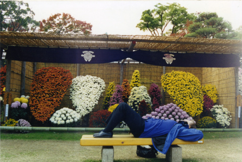 Chrysanthemum displays, Kubota Garden Foundation Event (ddr-densho-354-1727)
