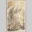 Woman in arboretum (ddr-densho-278-211)