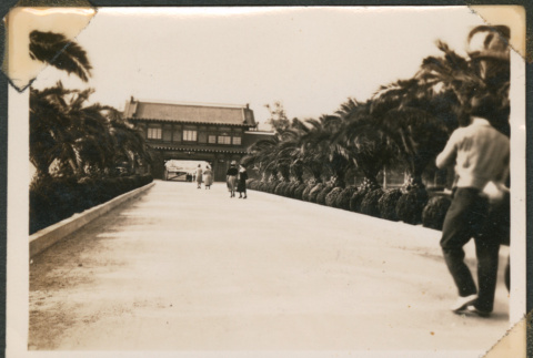 Palm tree lined lane (ddr-densho-433-760)