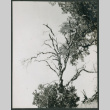 Tree (ddr-densho-443-196)