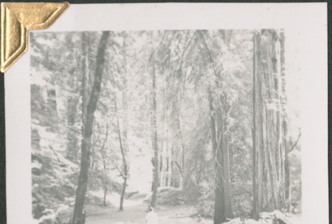 Man standing in woods (ddr-densho-434-137)