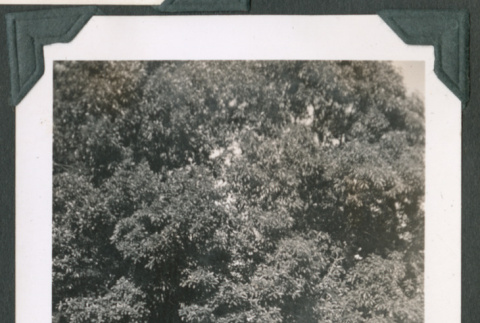Photo of a large madrona tree (ddr-densho-483-903)