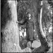Tomoye (Nozawa) Takahashi posing in tree (ddr-densho-426-1691)