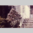 Front porch of the old family house (white) (ddr-densho-354-546)