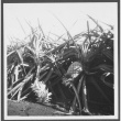 Pineapple cultivation (ddr-densho-363-104)
