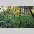 Spring Pond, corkscrew willows (ddr-densho-354-1969)