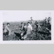 Group of men working in field (ddr-densho-122-660)