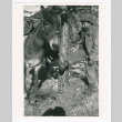 Serviceperson and mule (ddr-densho-1007-100)