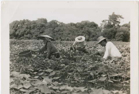 Farmers weeding potato fields (ddr-densho-299-10)