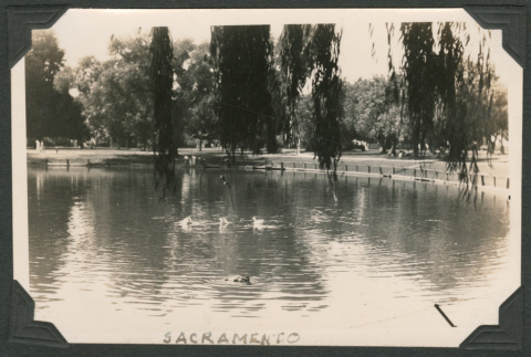 Ducks in a Sacramento pond (ddr-densho-433-806)