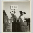 Two puppies posed in front of a sign that reads 