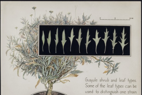 Illustrations of guayule leaf types (ddr-manz-2-70)