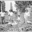 Japanese Americans picking vegetables (ddr-densho-15-80)