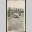 Pigs in a pen (ddr-densho-293-67)
