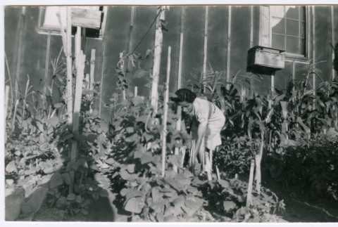 Mitsuye Yabe Tending to a Garden (ddr-ohs-1-110)