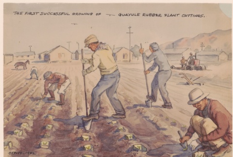 Painting showing guayule harvesting (ddr-manz-2-8)
