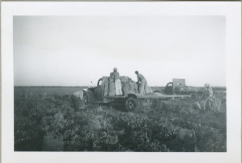 Loading the harvest onto a truck (ddr-densho-300-125)