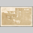 Piglets (ddr-densho-293-60)