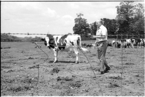 Robert H. Foote with cows (ddr-densho-1007-1244)
