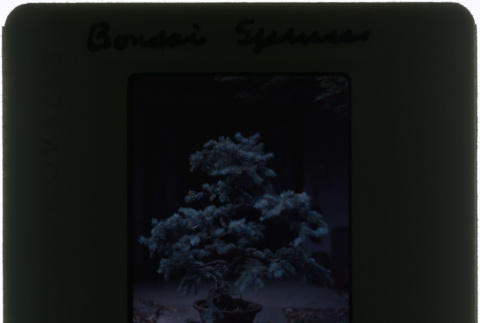 Spruce bonsai (ddr-densho-377-1066)