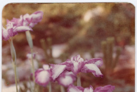 Photo front and back (ddr-densho-534-32-mezzanine-749915deb1)
