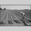 Japanese American working on farm (ddr-densho-37-780)