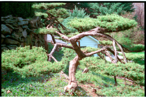 Pine tree (ddr-densho-377-2590)