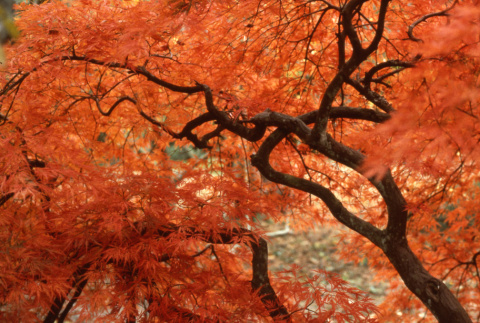 Japanese maple foliage, red and orange (ddr-densho-354-1975)