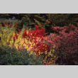 Fall leaves (ddr-densho-354-907)