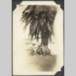 Three men sitting under a tree (ddr-densho-326-535)