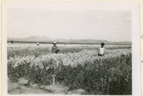 Workers in a flower field (ddr-densho-37-1057)