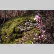 Bush in bloom next to a rock (ddr-densho-354-1349)