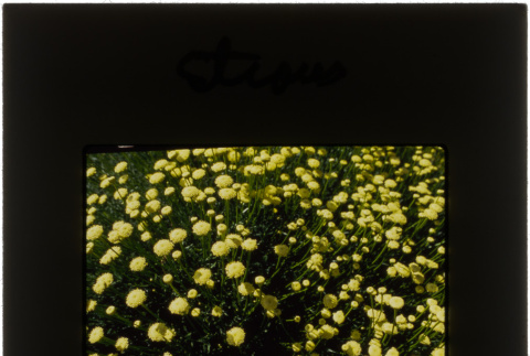 Flowers at the Straus project (ddr-densho-377-622)