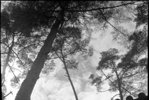 Photo looking up toward roof edge and trees (ddr-densho-426-295)