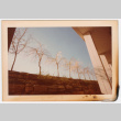 Line of trees (ddr-densho-377-2180)