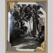 Path lined with palm trees (ddr-densho-404-243)