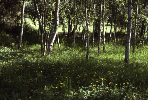 Birch grove (ddr-densho-354-622)