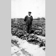 Man in a strawberry field (ddr-densho-18-63)