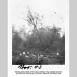 Group clearing trees (ddr-ajah-6-219)