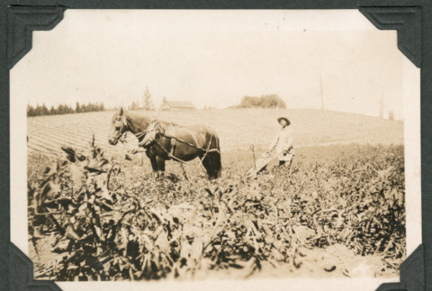 Photo of a horse and farmer tilling a field (ddr-densho-483-212)